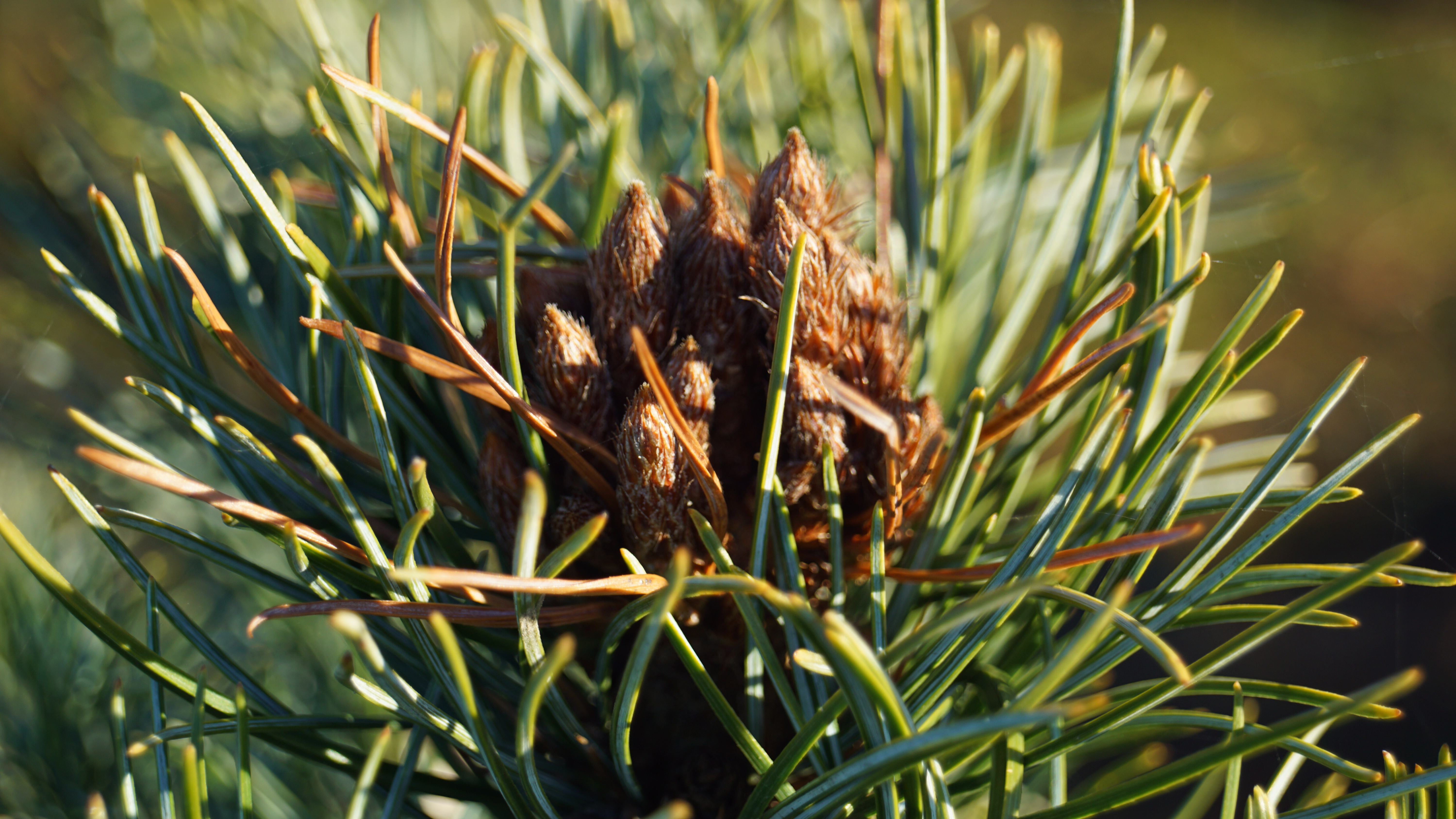 Pinus parviflora 'Schoon's Bonsai' (1)